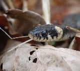 Three Children Died After Snake Bite In Jharkhand