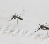 Bangladesh's dengue death toll nears 100