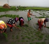 outlook awards for ap farmers