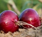 Onion prices drop in major cities after retail selling at subsidised rate