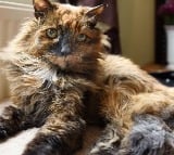 the worlds oldest cat Rosie has dead