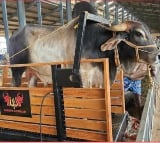 Power generation with bull walking on a treadmill 