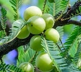 Is Eating Too Much Amla Dangerous