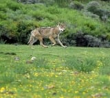 after urine fireworks now howling tactic to capture wolf in bahraich