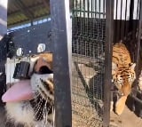 Viral Video Tiger Breaks Cage Lock And Comes Out