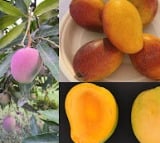 Colourful mangoes on your plate soon, UP-based institute to introduce two varieties