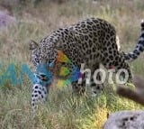 leopard migration in east godavari district