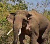 Wild elephant tramples man to death in TN village