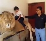 Man Plays With the Life of His Children Keeps Them on Lions Back for Photoshoot