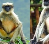 UPCA authorities have hired Langurs to guard the people against food grabbing monkeys in Kanpur Test