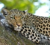 leopard in tirumala