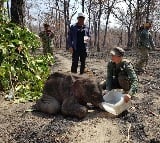 Rare Asian elephant found dead in bomb crater in Cambodia