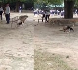 Monkey and Dog Face Off in Wild College Brawl Who Wins Viral Video