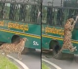 Viral Video of Leopard Leaping At Safari Bus At Bannerghatta National Park 