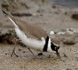 Udaipur nests high bird diversity, not impacted by human-related variables: Researchers