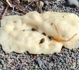 Canada: Mysterious white blobs wash up on beaches