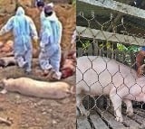 9th case of African swine fever confirmed in South Korea, India vigilant