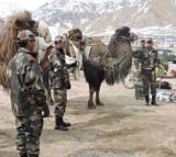 bactrian camels for army patrolling and load carrying purpose