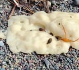 Mystery substance sighted in Canada beaches