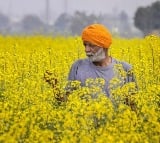 Cabinet approves MSP hike for Rabi crops in 2025-26