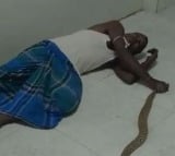 Bitten By Snake Man Walks Into Bihar Hospital With Reptile In Hand