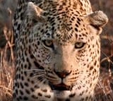 Rajasthan: Suspicious man-eater leopard shot dead