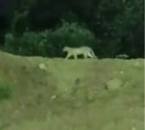 Forest teams continue search for leopard sighted near Hyderabad Metro station