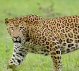 TN forest department intensifies search for killer leopard