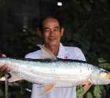 Rare fish rediscovered in Cambodia after disappearance for nearly two decades