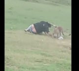 Leopard Injures Picnickers After They Tease Viral Video