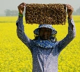 Afghanistan produces 2,200 tonnes of honey annually