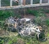 Python near Chandrabau house in Undavalli