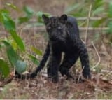 Trap cameras in Darjeeling to track movement of melanistic leopards