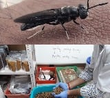 CMFRI develops eco-friendly fish feed using black soldier fly larvae