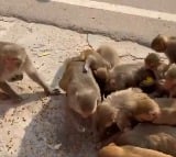 Akshay Kumar unique Diwali gift to monkeys in Ayodhya