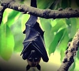 This Tamil Nadu village says no to firecrackers to protect 'Bat Grove'