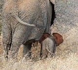 Standing Kodo crop destroyed after death of 10 elephants at Bandhavgarh reserve