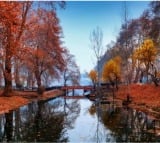 Kashmir's golden yellow autumn starts making way for winter