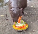 Hippo Moo Deng Predicts 2024 US Election Winner