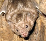Bloodthirsty bats on the treadmill for our own good why like this