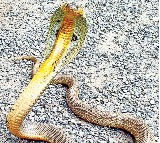 Golden Cobra Catched In Vizag Navy Quarters