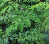 health benefits of eating fresh moringa leaves
