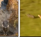 WildBoar and Leopard race Viral video