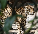 Hunters killed leopard and cooked and ate in Odisha