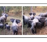 This is elephant level security here is the viral video