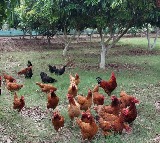 India’s ban on antibiotics in animal food products to help curb AMR: Report