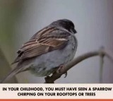 Sparrows Gone Away From Us says PM Modi Due To Increasing Urbanization in Mann Ki Baat
