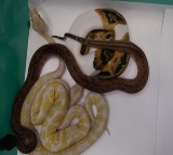 Passengers in Shamshabad Airport Caught with Snakes