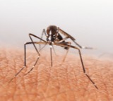 New vaccine offers high protection against malaria
