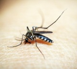 Delhi sees 1st Japanese Encephalitis case in 13 years: Know all about viral brain infection